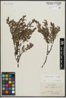 Foto von Salix arbuscula L.